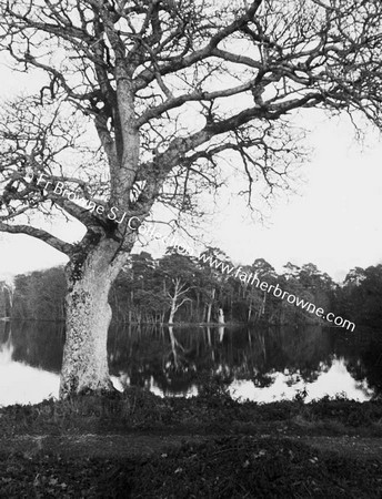 LAKE WITH TREES